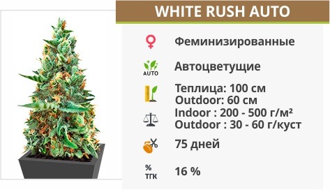 описание сорта White Rush Auto описание сорта White Rush Auto