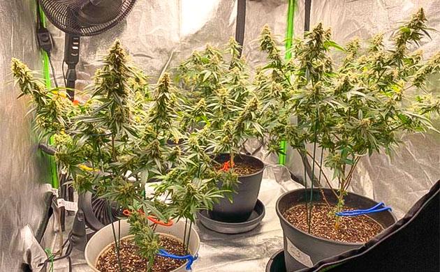 Начало промывки: кусты конопли очищаются перед финишем Конопля на промывке перед харвестом