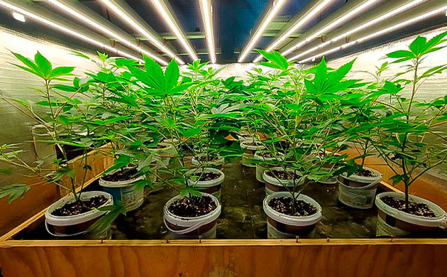 Godzilla Glue #4 после обрезки и обработки от болезней