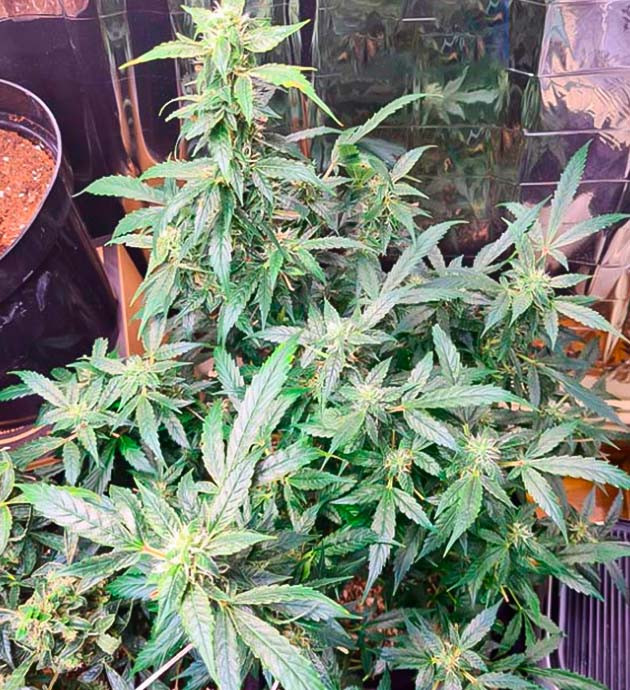 Куст Auto Orange Bud ростом 85 см