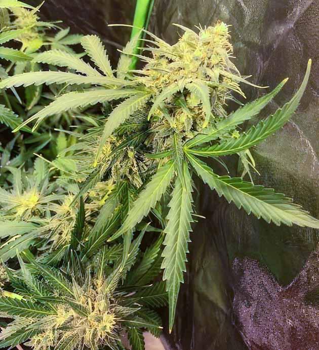 Пятая неделя цветения каннабиса