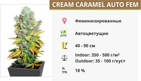 Auto Cream Carame