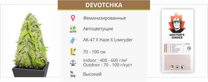Devotchka auto (Doctor’s Choise)