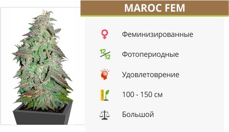 Maroc fem от Female Seeds