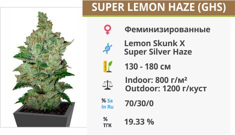 Super Lemon Haze