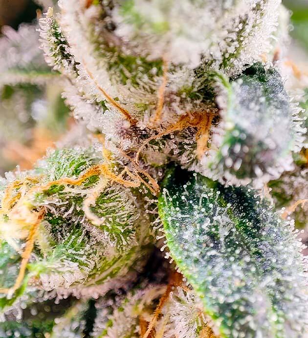 Dozy Doz на 130-й день цветения