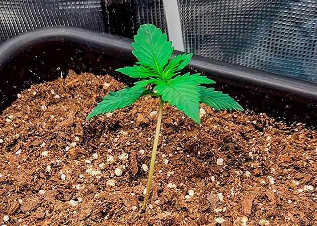 Росток сорта Gorilla Punch Auto