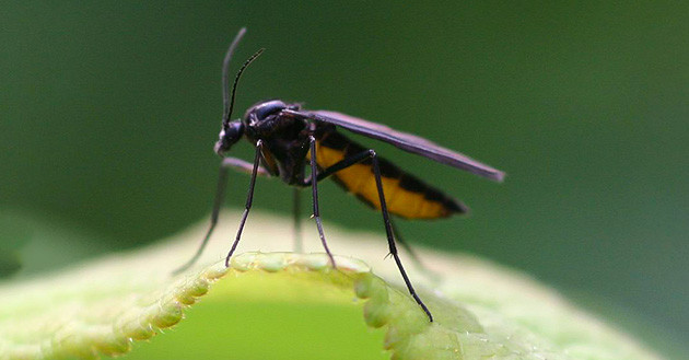 Грибной комарик на листе