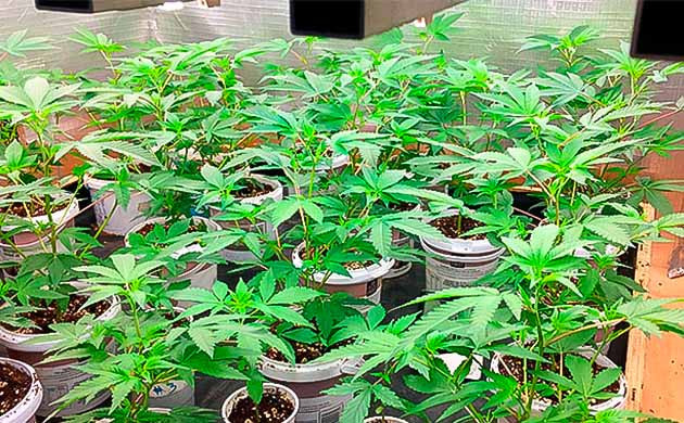 Четвёртая неделя роста Godzilla Glue #4