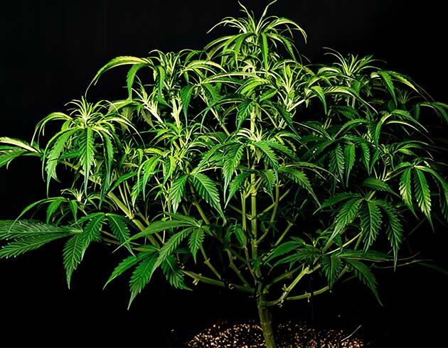 Lemon AK Auto в начале цветения с открытой кроной