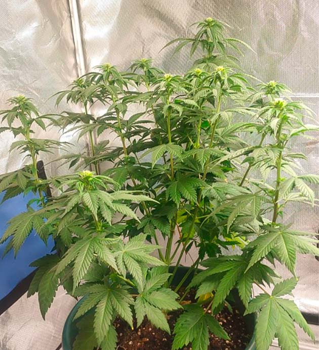 Образование трихом у конопли