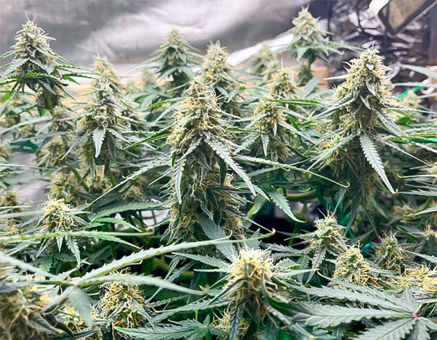 Появление пятен на листьях конопли Кусты сорта Titan F1 Auto на 9 неделе роста