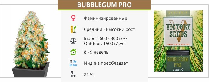 Bubblegum Pro