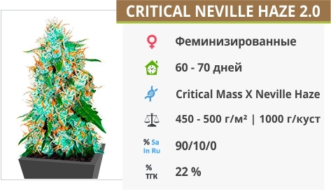 описание сорта Critical Neville Haze 2.0