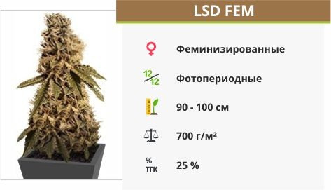 Сорт марихуаны LSD LSD fem (Barney's Farm)