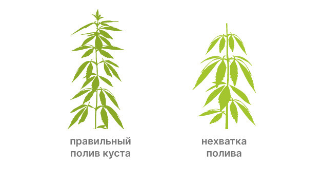 Решение проблемы дефицита влаги в жарких условиях