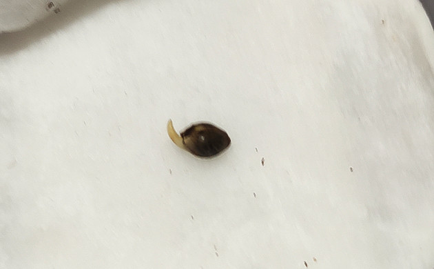 Росток сорта Roze Runtz