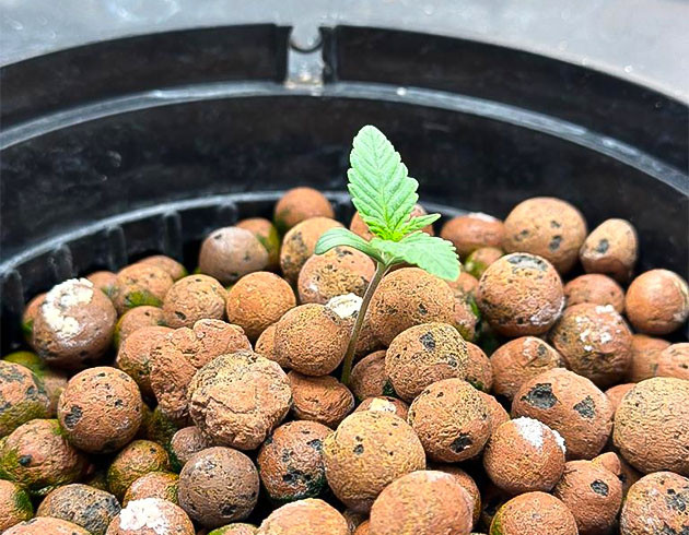 2 неделя выращивания ростка Roze Runtz