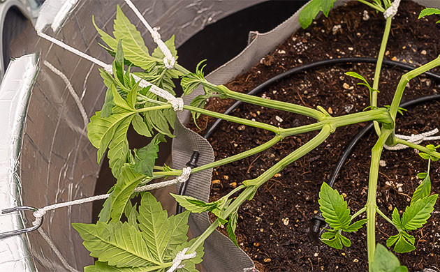 3 неделя выращивания Растяжение куста Dark Phoenix