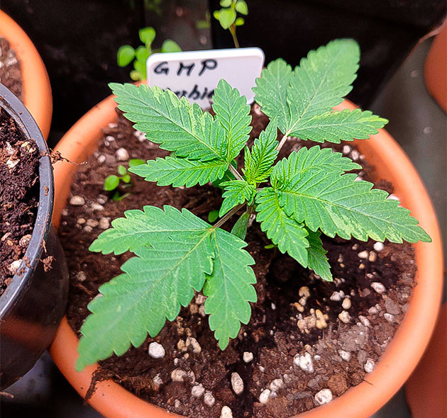 Развитие куста на 3 неделе