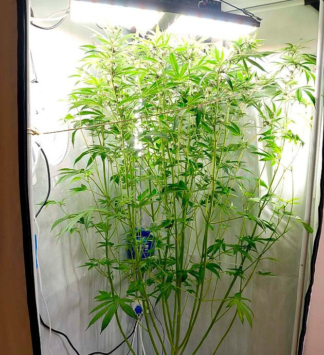 Сладковато-цветочный аромат автоцвета