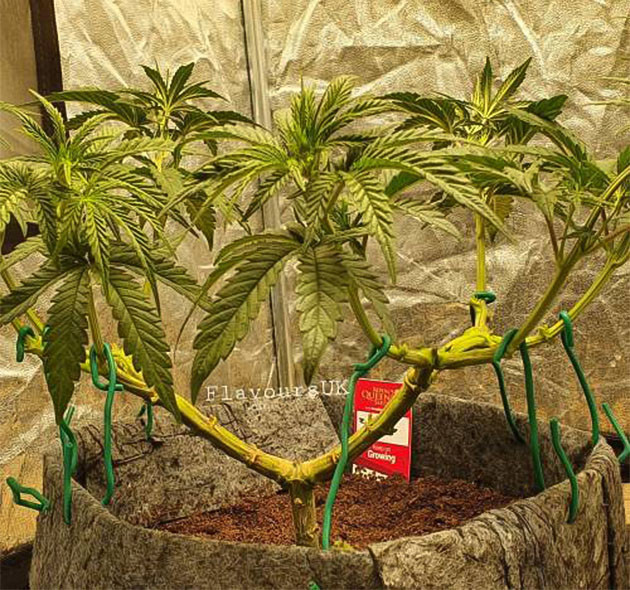 Перевод на цветение на 7 неделе 7 неделя выращивания