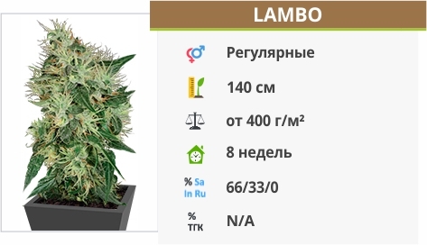 описание сорта Lambo описание сорта Lambo