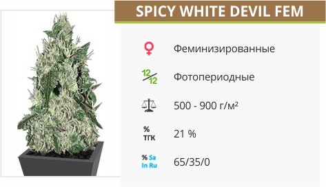 Сорт конопли Spicy White Devil Spicy White Devil fem от Samsara Seeds