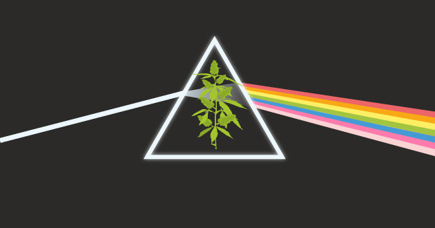 Альтернативные источники света и их влияние на урожайность конопли Дополнительное спектральное влияние на урожайность конопли