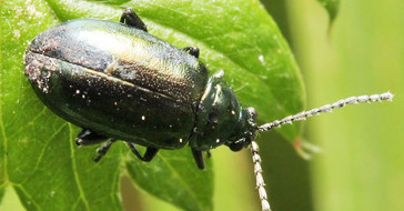 Конопляная блошка на конопле