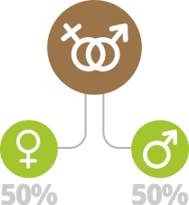 Регулярные семена конопли Регулярные семена конопли