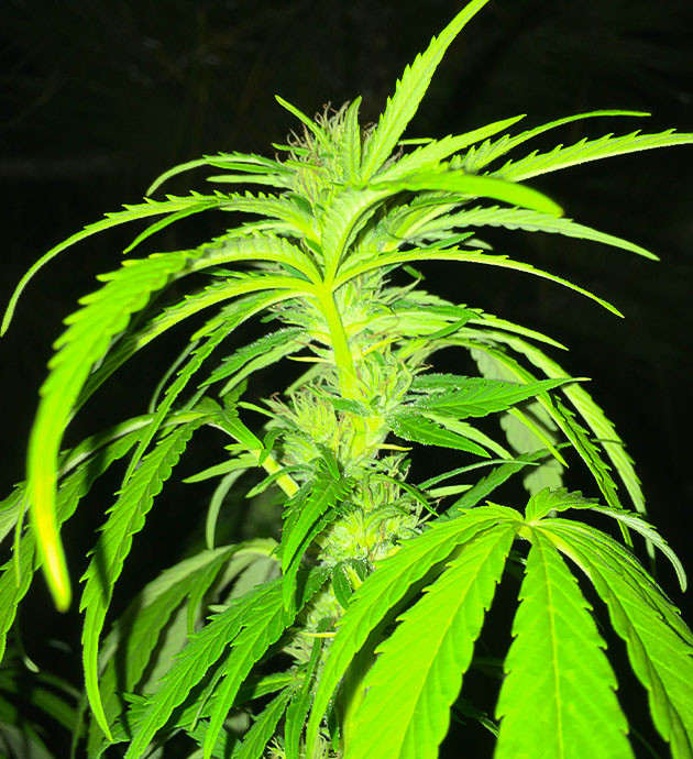 Харвест кустов конопли