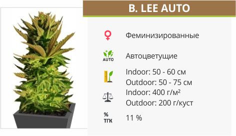 B. Lee Auto от Kannabia Seeds