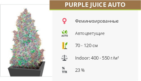 Purple Juice Auto от Herbies Seeds