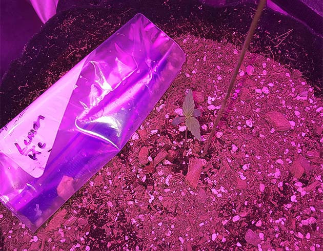 Росток конопли Lemon Pie