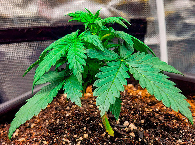 Липкая ловушка для насекомых на стебле конопли