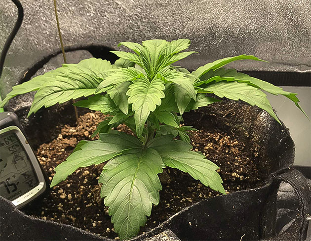 Развитие куста на 2 неделе