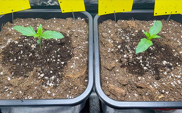 Каннабис на веге с профилактикой вредителей