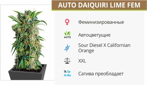 Сорт конопли Auto Daiquiri Lime Auto Daiquiri Lime fem от Dutch Passion