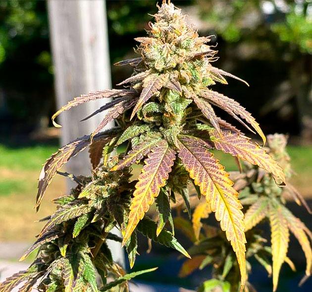 Общие впечатления о грове сорта Blueberry Muffin от Humboldt Seed Company Созревшая шишка сорта Blueberry Muffin