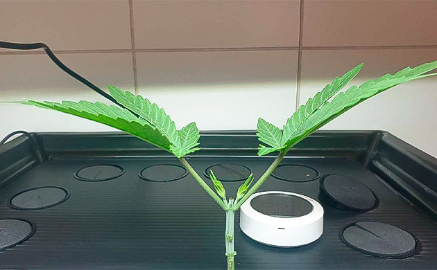 3 неделя выращивания Развитие куста на 3 неделе