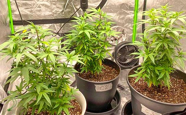 Подготовка марихуаны к цветению 8 неделя роста каннабиса