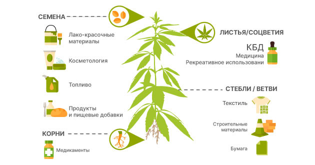 Научные факты о пользе дикой конопли Польза от технической конопли