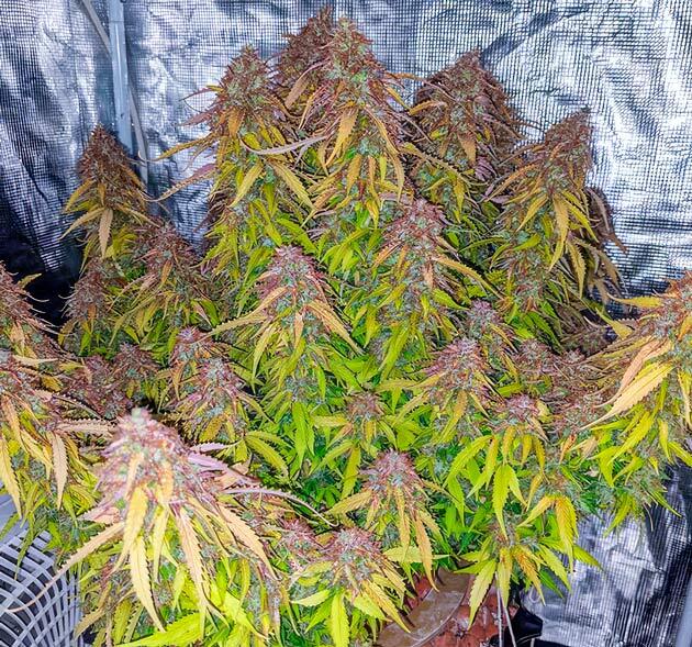 Плотные смолистые соцветия каннабиса перед сбором урожая