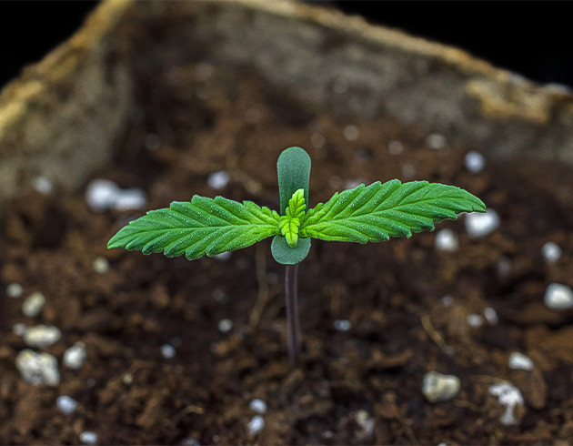 1 неделя выращивания Росток Dark Phoenix