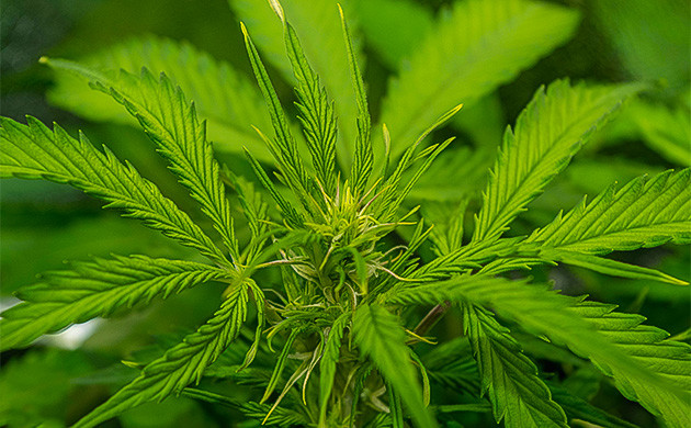 Соцветие Gorilla Cookies Auto