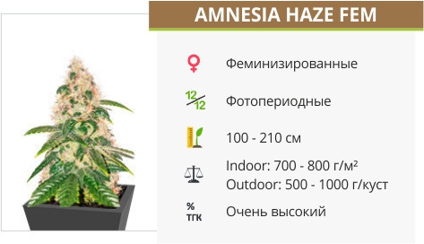 Amnesia Haze от Anaconda Seeds