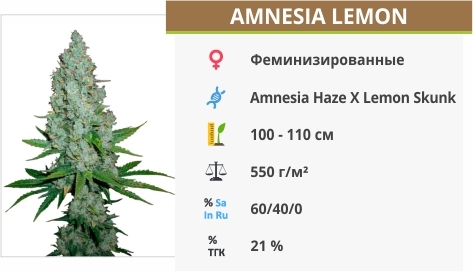 Amnesia Lemon описание сорта Amnesia Lemon