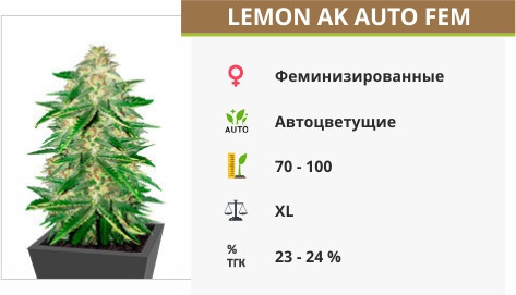 Lemon AK auto fem (FastBuds)