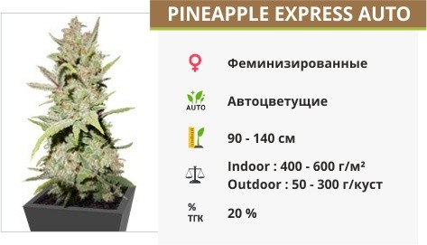 Pineapple Express Auto